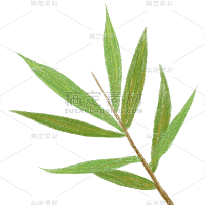 手绘-彩铅竹叶植物元素贴纸1