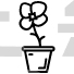 Daisy Plant