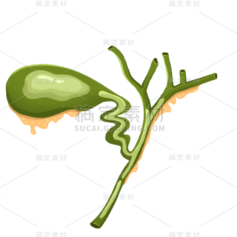 手绘-器官元素医疗贴纸-胆囊