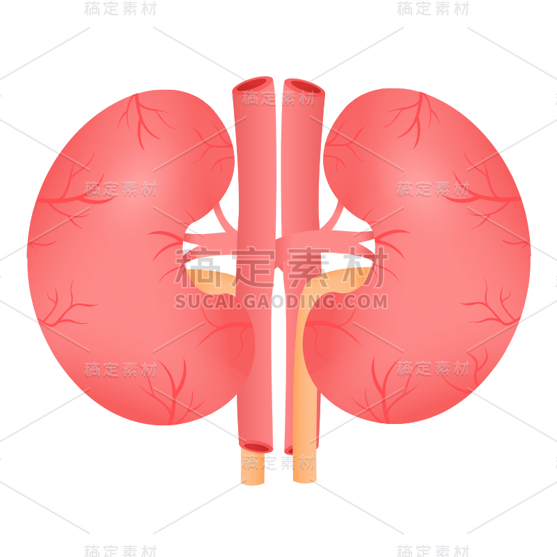 扁平-器官元素医疗贴纸-SVG-肾