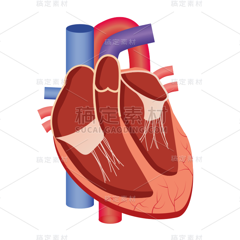 手绘-人体器官医疗元素贴纸-心脏