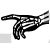 Hand Bones