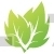 Leaves Design