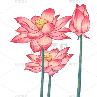 手绘-季节/节日/植物元素贴纸-荷花
