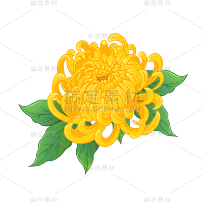 手绘-重阳节-重阳花卉元素-菊花
