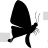 Pipevine Swallowtail Butterfly Side View