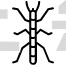 Walking Stick