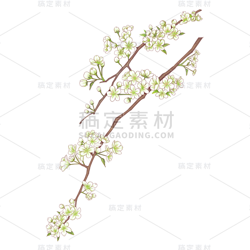 中国风-植物元素-梨花