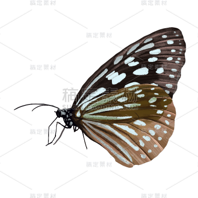 写实-昆虫元素蝴蝶贴纸10