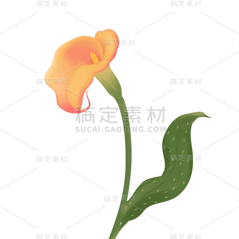 清新手绘植物插画2