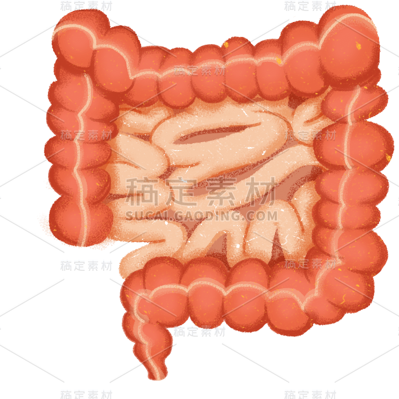 大肠小肠人体器官医疗元素