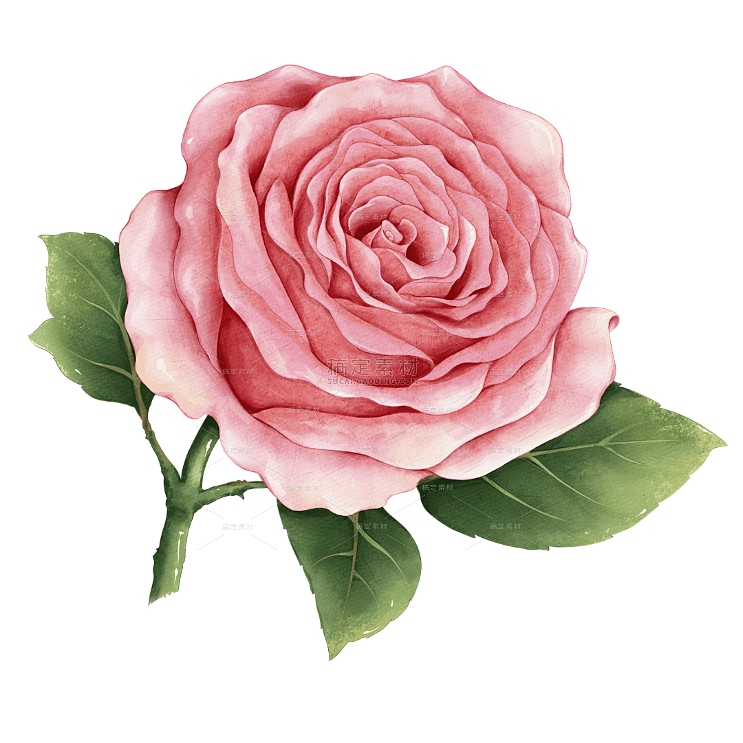 粉色手绘单朵玫瑰插画贴纸