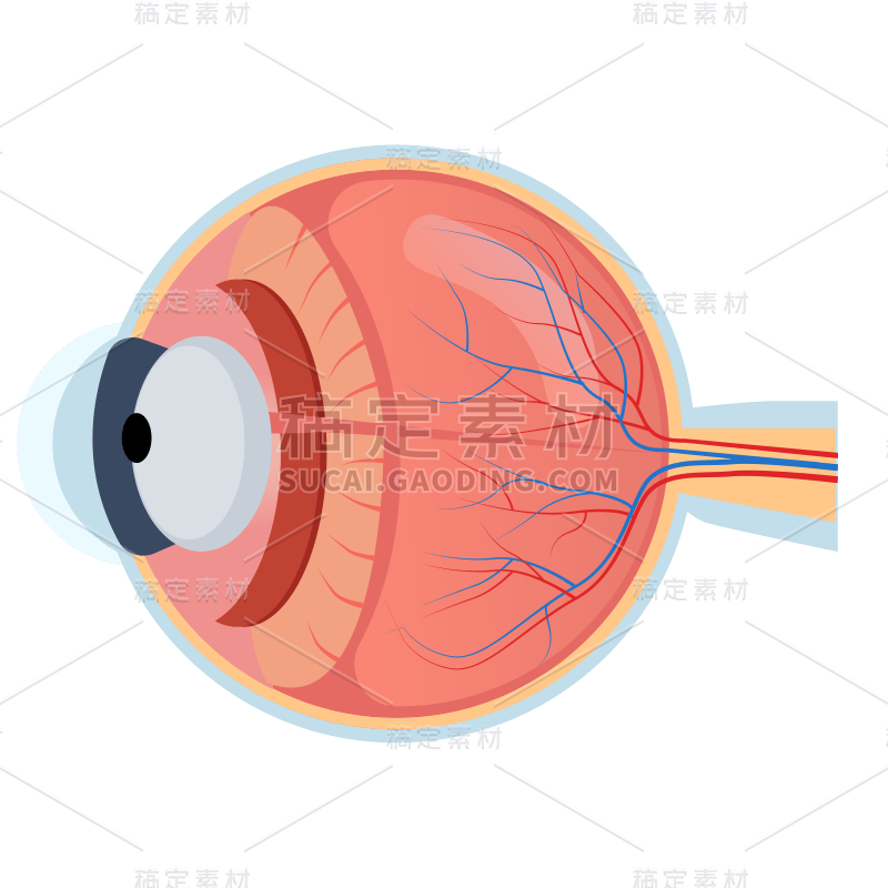 手绘-人体器官医疗元素贴纸-眼球