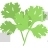 Coriander Leaves