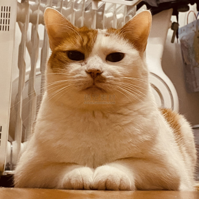 乖乖趴在桌子上的猫咪摄影图
