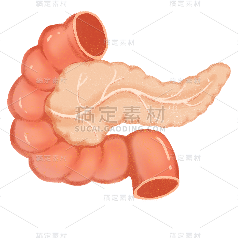 胰腺人体器官医疗元素