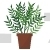 Licorice Potted Plant