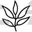 Thyme