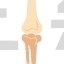 Bone Joints