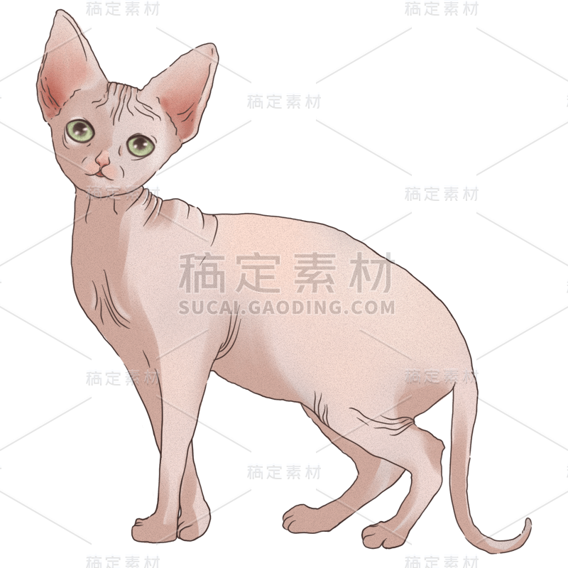 手绘-可爱猫咪动物元素贴纸8加拿大无毛猫