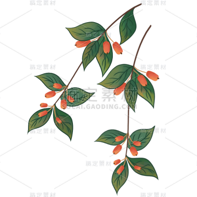 手绘-重阳节-重阳花卉元素