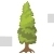 Larch Tree