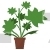 Lady’s Mantle Plant