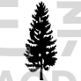 Pine  Tree