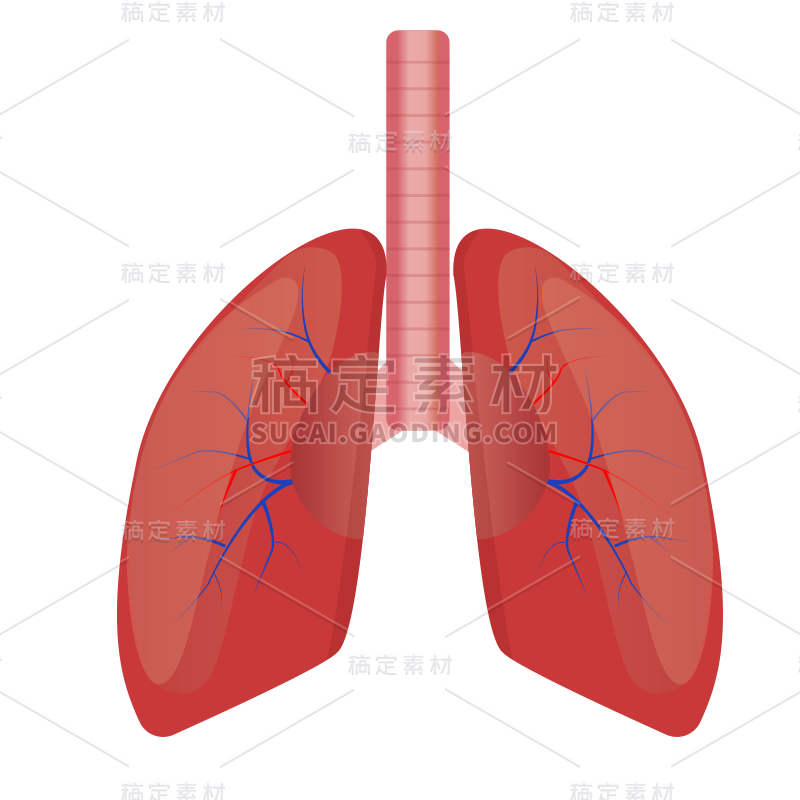 手绘-人体器官医疗元素贴纸-肺