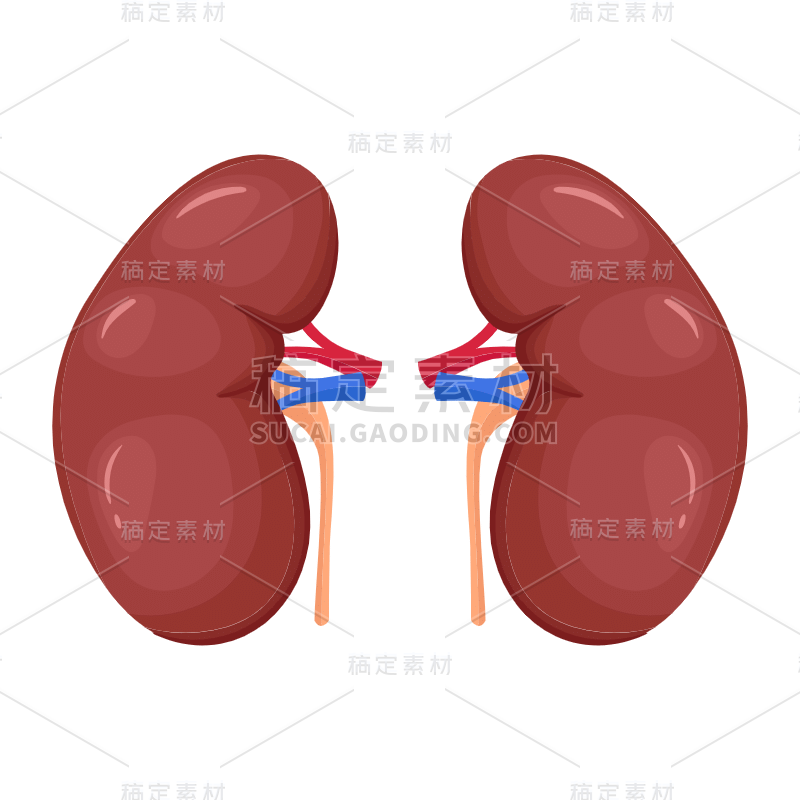 手绘-人体器官医疗元素贴纸-肾脏