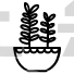 Kush Plant