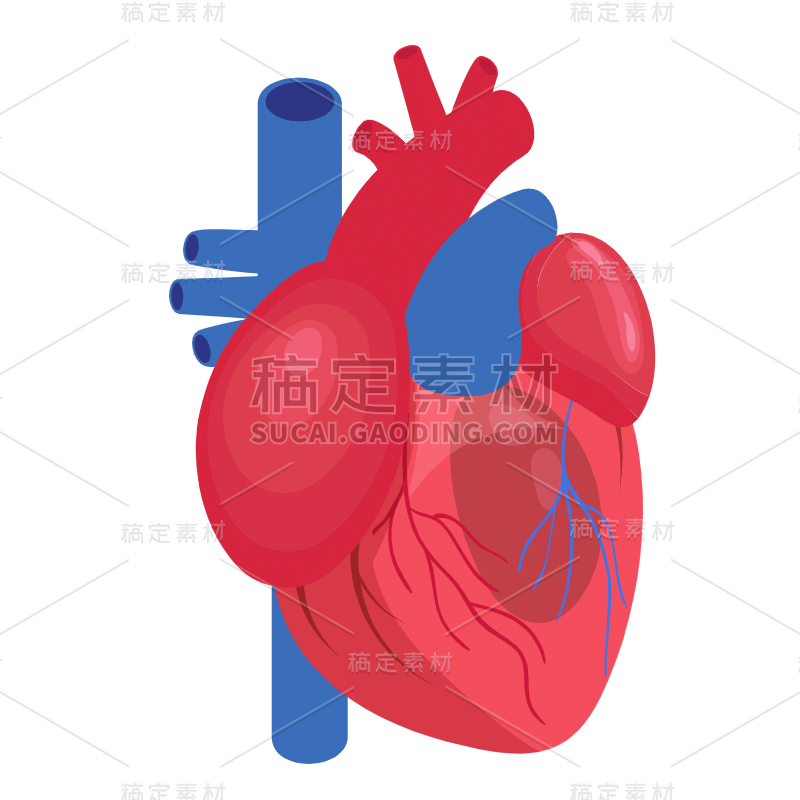 手绘-人体器官医疗元素贴纸-心脏