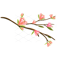 手绘粉色玉兰花花枝花卉花朵元素