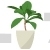 Codiaeum Potted Plant