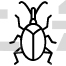 Weevil