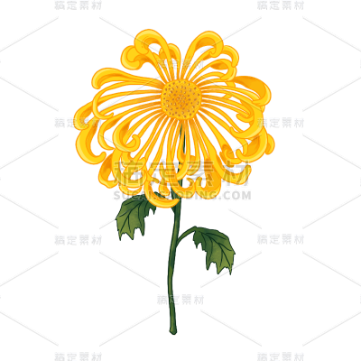 手绘-重阳节-重阳花卉元素-菊花