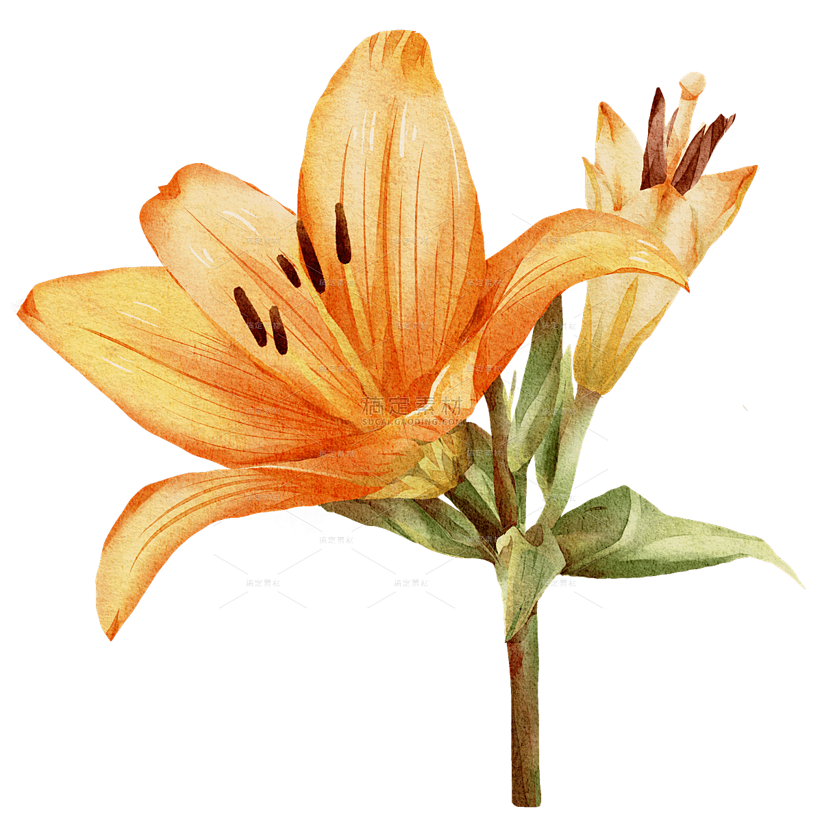 手绘橙色百合花花卉元素