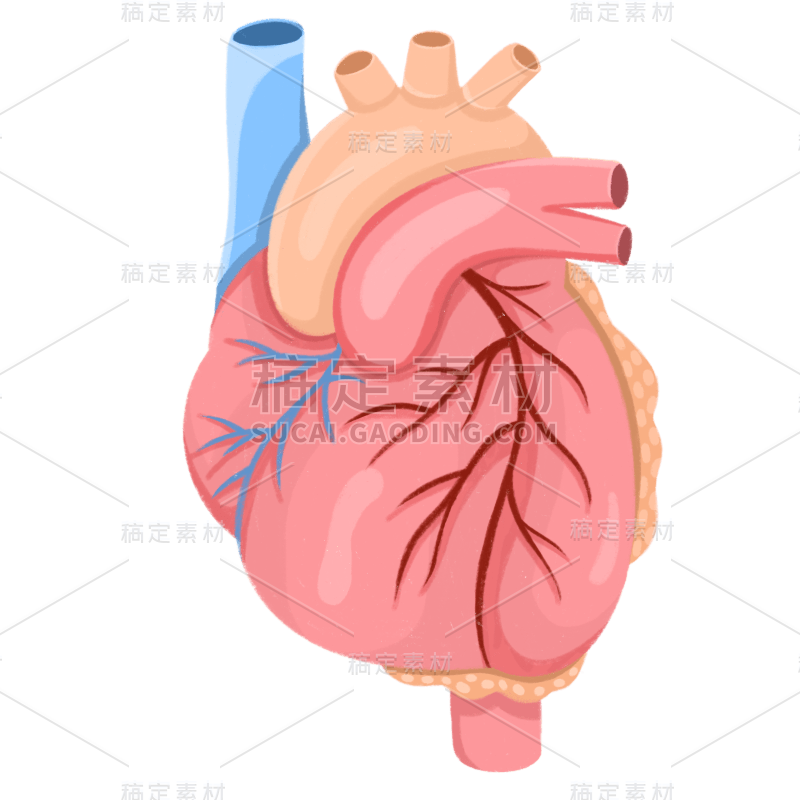 手绘-器官元素医疗贴纸-心脏1