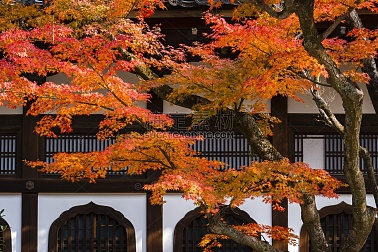 秋季时寺庙与枫树所形成的自然之美