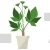 Coptis Potted Plant