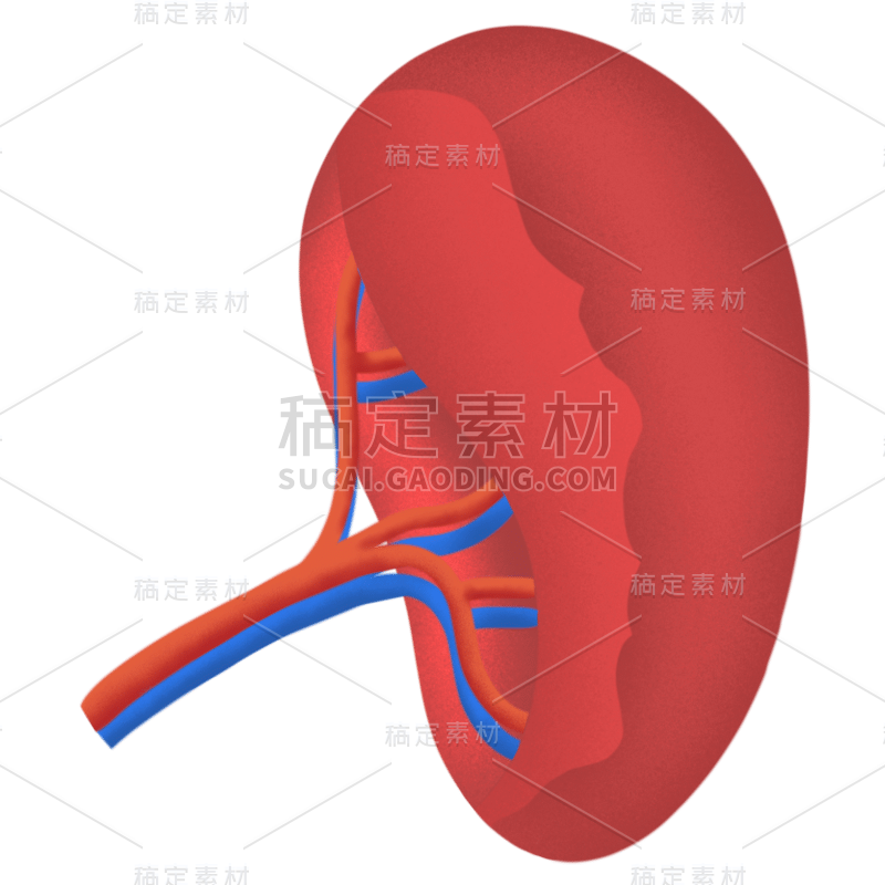 卡通风人体器官贴纸