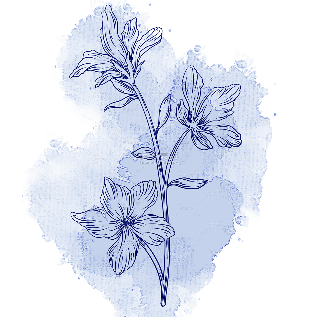 蓝色水彩线稿花卉元素