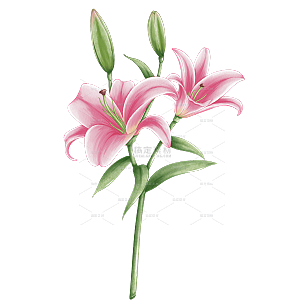 手绘水彩粉色百合花植物花卉元素