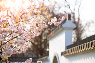 春季古建筑外枝头上盛开的樱花