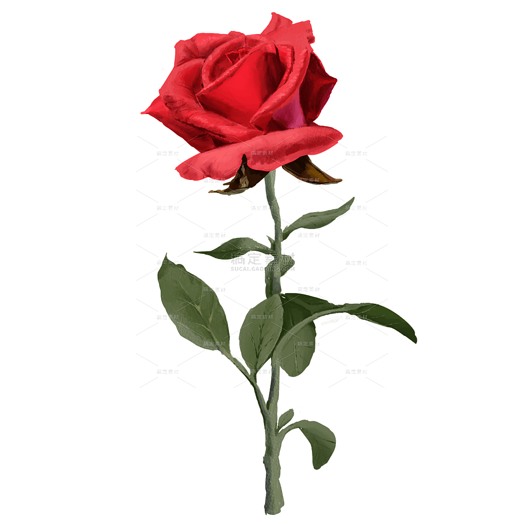 浪漫红色玫瑰花朵元素
