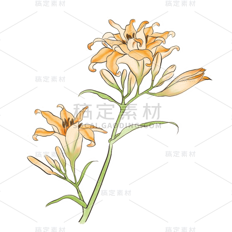 工笔画风-花卉元素-水仙花