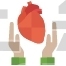 Human Heart