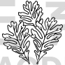 Flower Design