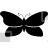 Malay Lacewing Butterfly