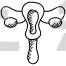 Vagina